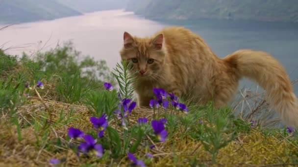 Czerwony Kot Pręgowany Dzikiej Górze Kwiat Widokiem Fiord Spowolnienie Ruchu — Wideo stockowe