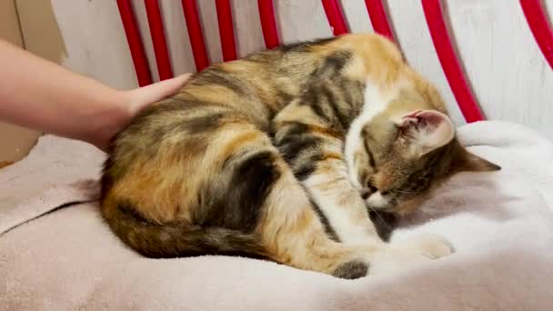 Kedi Yavru Kedi Doğuruyor — Stok video