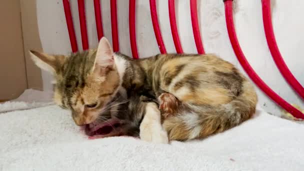 Female Calico Cat Eats Placenta Giving Birth Baby Kitten — Stock Video
