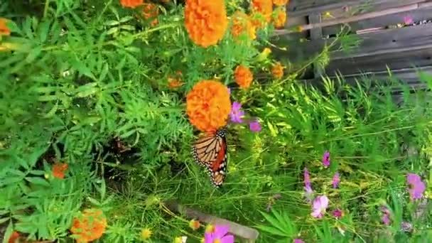 Close Ultra Letní Zahrada Video Oranžové Monarch Motýl Hmyz Zahrada — Stock video