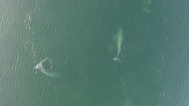 Vacker Flygfoto Direkt Ovanför Gråval Stilla Havet — Stockvideo