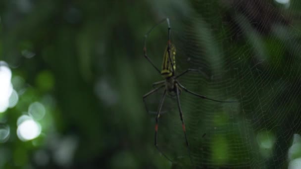Obrovský Pavouk Tvořící Svou Síť — Stock video