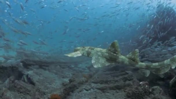 沈没した難破船を泳いでいるサメの後を追うスキューバダイバー 水中の動き — ストック動画