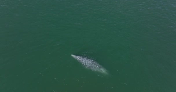 Gray Whale Breaching Spouting Blowhole Baja California Pacific Ocean Aerial — Stock video
