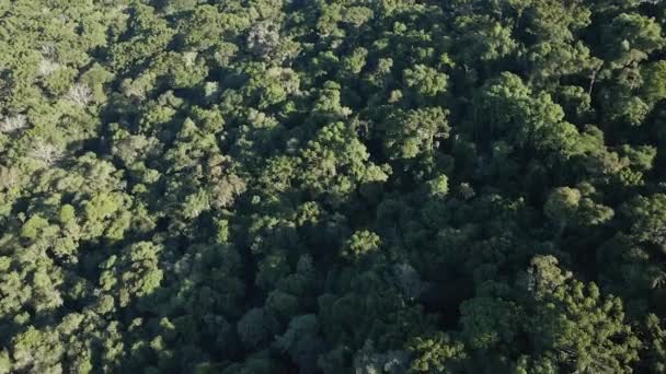 Διατηρημένο Atlantic Forest Τυπικό Της Νότιας Βραζιλίας Εναέρια Άποψη — Αρχείο Βίντεο