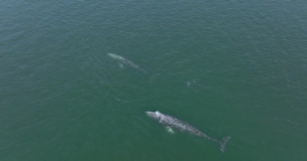 Pod Hotade Gråvalar Migrerar Stilla Havet Habitat Antenn — Stockvideo