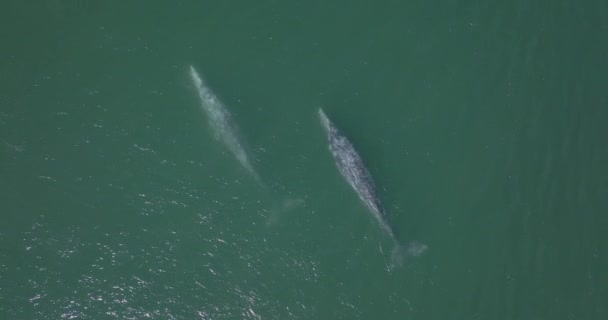 濒临绝种灰鲸在海面上的对偶 空中俯冲 — 图库视频影像