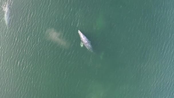 Beautiful Aerial Bird Eye View Gray Whales Natural Ocean Habitat — Stock Video