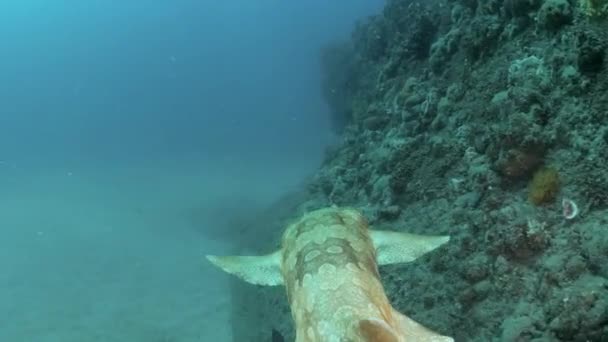 Uniek Uitzicht Een Haai Die Naast Een Koraalmuur Glijdt Onderwaterdier — Stockvideo