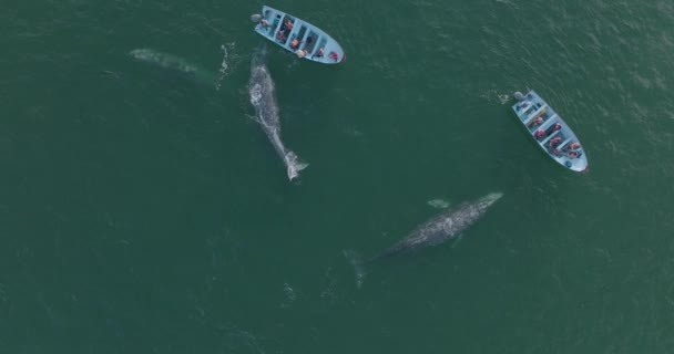 Beautiful Wildlife Encounter Humpback Whales Breaching People Boats Widok Góry — Wideo stockowe