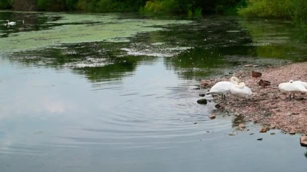 Swan Peregangan Dan Gemetar Oleh Air — Stok Video