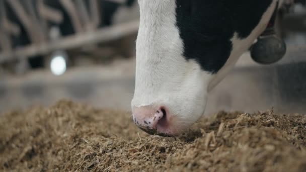 Primer Plano Boca Vaca Lechera Comiendo Heno Cobertizo Cámara Lenta — Vídeos de Stock