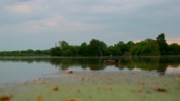 鸭子在湖心间休息看着摄像机 — 图库视频影像