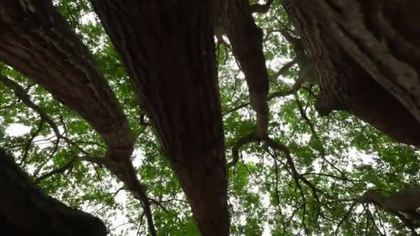 Bajo Ángulo Mirando Las Ramas Árbol Gigantesco Sartén Lenta — Vídeos de Stock