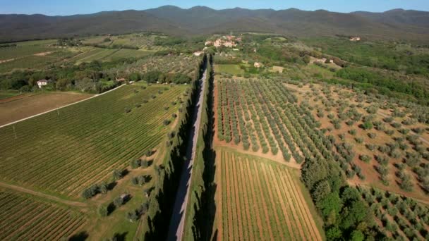 Wideo Lotnicze Viale Dei Cipressi Bolgheri Włoszech Czterokilometrowa Droga Cyprysami — Wideo stockowe