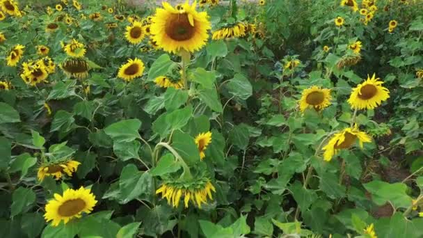 Levendige Zonnebloemenveld Bloeien Antenne Close Vlieg Achteruit — Stockvideo