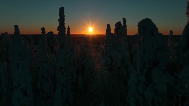 Luchtfoto Door Silhouet Besneeuwde Bomen Onthullen Eindeloze Arctische Wildernis Van — Stockvideo