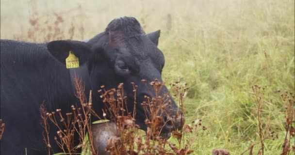 Una Vaca Está Comiendo Hierba — Vídeo de stock