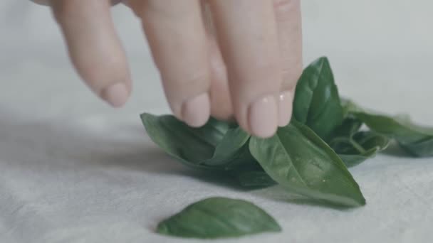 Basilika Blad Placeras Vit Yta Hand Sträcker Sig Och Tar — Stockvideo