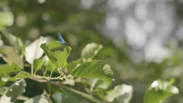 晴れた夏の間に大きな葉の上で休息トンボ 選択的フォーカスショット — ストック動画