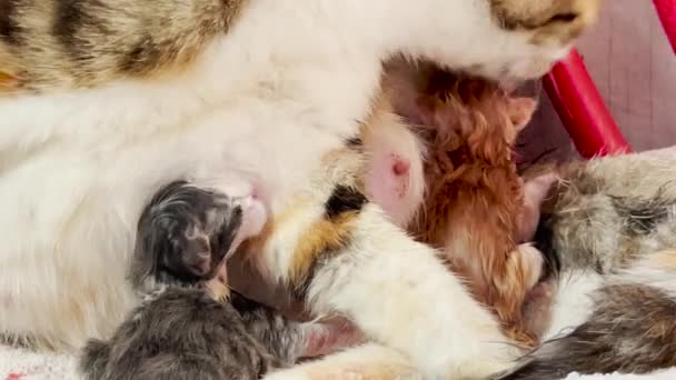 Primer Plano Gato Lamiendo Recién Nacido Gatitos — Vídeos de Stock