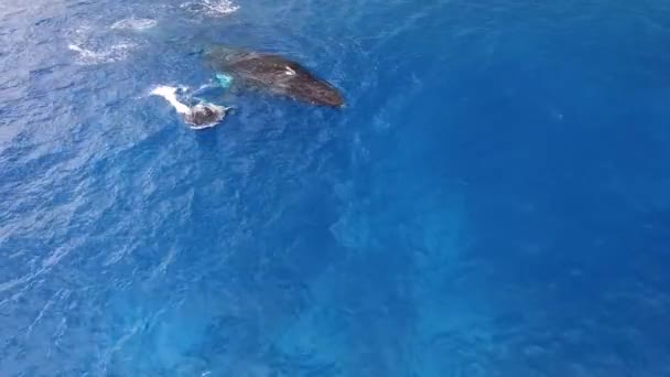 Humpback Whale Mom Small Calf Rolling Ocean Her Victoria Coastline — Stock Video