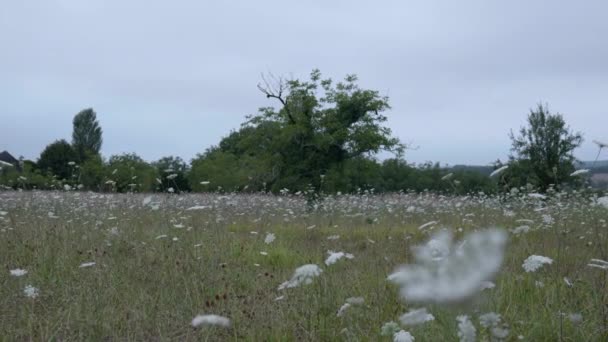 Campos Flores Silvestres Guarda Chuva Profundidade Rasa Campo Campo Francês — Vídeo de Stock