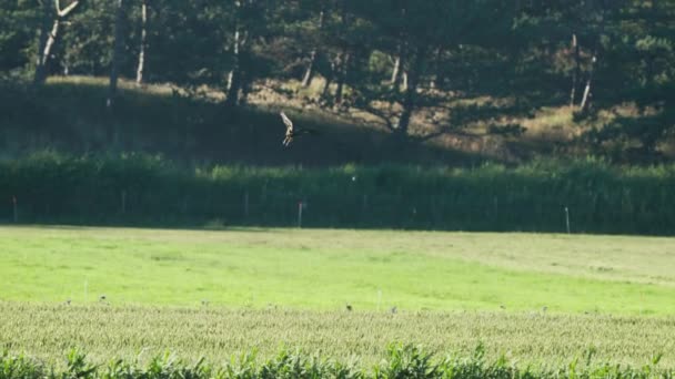 Buzzard Δυτικοευρωπαϊκός Αετός Κυνηγούν Μικρότερα Πουλιά Αργή Κίνηση — Αρχείο Βίντεο