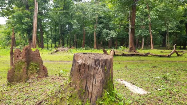 Escena Campestre Con Tronco Árbol Cortado Cerca Del Montículo Termitas — Vídeo de stock