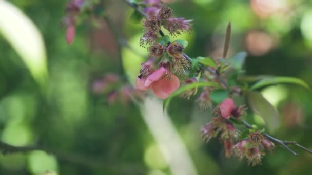 Enfoque Lento Tire Hermosa Flor Rosa Mecedora Brisa Suave — Vídeo de stock