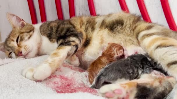 Anak Kucing Yang Baru Lahir Memakan Susu Ibu — Stok Video