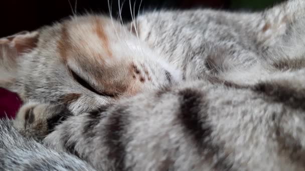 Gatinho Adormecido Enrolado Abrindo Olhos Para Câmera Estático Macro Close — Vídeo de Stock