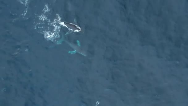 オーストラリアのビクトリア海岸線付近の移住期におけるクジラと子牛 空中撮影 — ストック動画