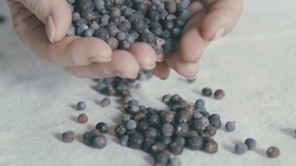 Juniper Berries Spilled White Tablecloth Two Women Hands Slow Motion — Stock Video