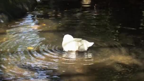 Pekin Americano Anas Platyrhynchos Domesticus Immersione Acqua Dolce Pulizia Toelettatura — Video Stock