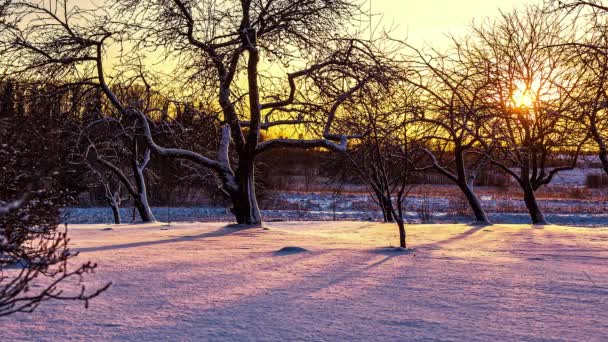 雪地上的无叶树后面闪烁着金黄的落日 美丽的大自然冬季风景 — 图库视频影像