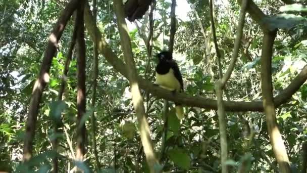 Plush Crested Jay Cyanocorax Chrysops Found Brazilian Atlantic Rainforest — Stock Video