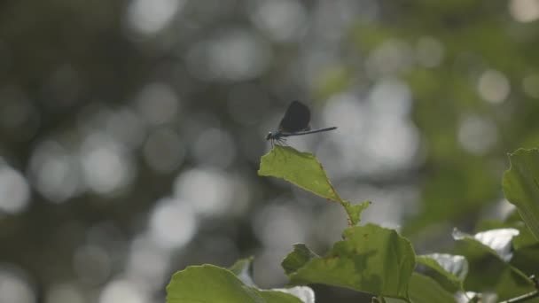 Desfoque Fundo Natureza Com Perching Dragonfly Foco Seletivo Tiro — Vídeo de Stock