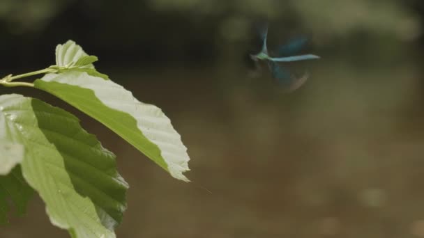 细腻的昆虫 蓝蜻蜓飞翔 栖息在河边的树叶上 选择性焦点 — 图库视频影像