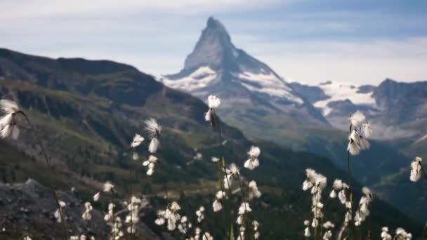 Hermosas Flores Roca Con Matterhorn Montaña Fondo Suave Brisa — Vídeo de stock