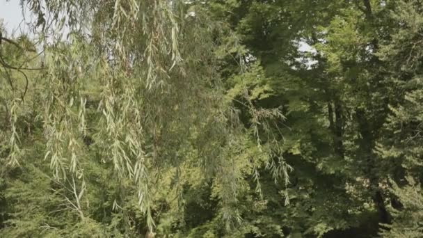 Brezza Fresca Che Soffia Sulle Foglie Degli Alberi Nella Foresta — Video Stock