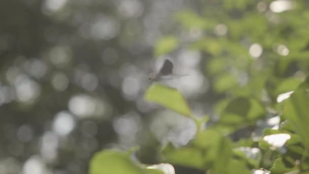 Dragonfly Die Een Blad Ondiepe Diepte Van Het Veld Zit — Stockvideo