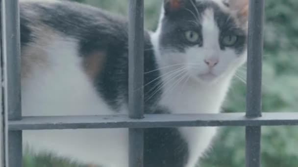 Beyaz Gri Kahverengi Bir Kedi Yavrusu Pencereye Sürtünür Içeri Alınmak — Stok video