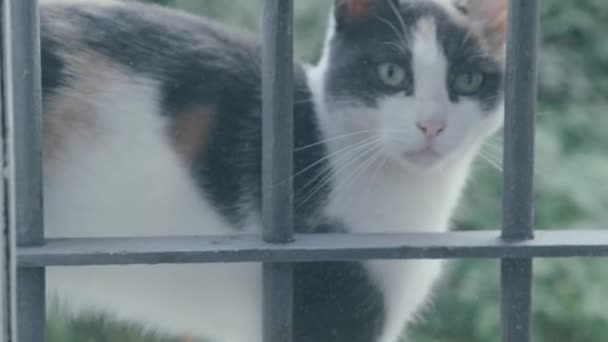 Gatito Blanco Gris Marrón Frota Contra Ventana Llama Atención Pidiendo — Vídeo de stock