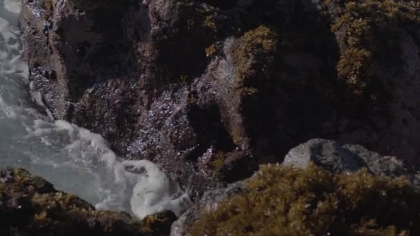清澈的海水涌进潮池 充满潮水 夏威夷 岩石上的小贝类和藻类 — 图库视频影像