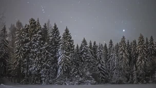 Hvězdná Noc Sněhu Pokrytého Zamrzlým Lesem Časový Rozvrh — Stock video