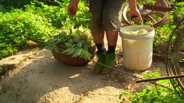 Taze Toplanmış Elmalarla Dolu Ağır Konteynırlar Taşıyan Bir Işçinin Görüntüsü — Stok video