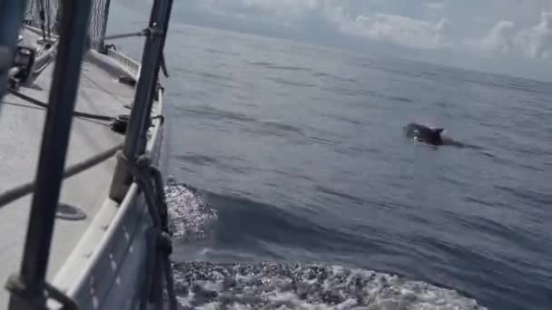 Barco Navegando Océano Con Delfines Nadando Proa — Vídeo de stock