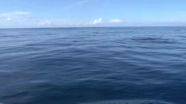 Golfinhos Nadando Até Veleiro Oceano Pacífico México — Vídeo de Stock