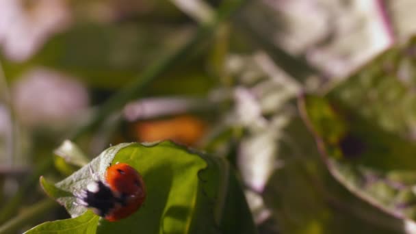 Macro Cerca Mariquita Escarabajo Arrastra Hojas Verdes Aire Libre — Vídeos de Stock